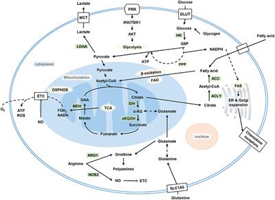 Metabolism of Dendritic Cells in Tumor Microenvironment: For Immunotherapy